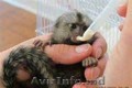 magnifice maimuțe de marmoset pentru adoptare?