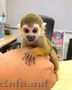 maimuță pentru adopție gratuită!